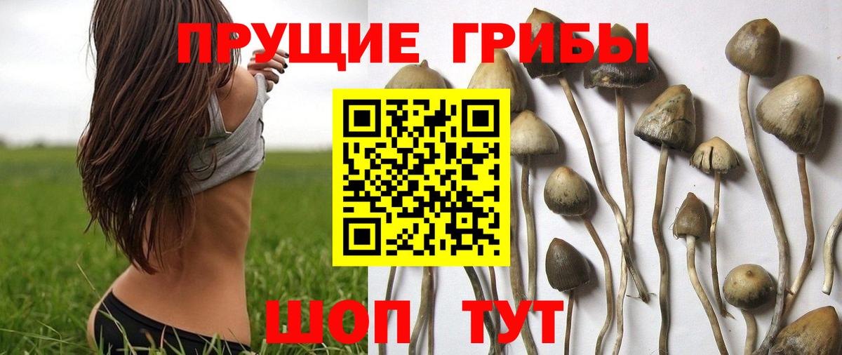 Галлюциногенные грибы Magic Shrooms Калининград